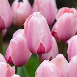 Tulipano Salmon Impression - Tulipa darwin Bio