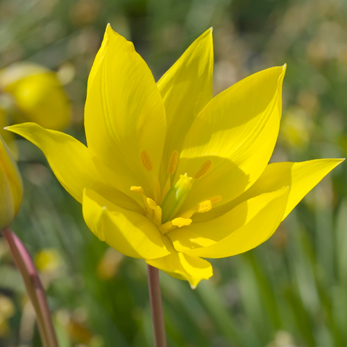Tulipa Sylvestris – Tulipano Selvatico
