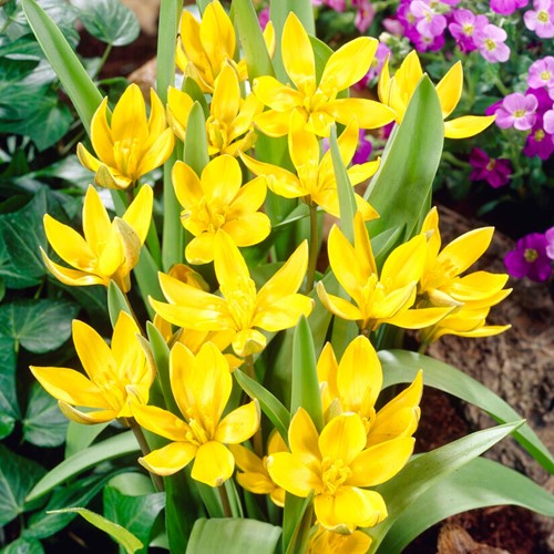 Tulipa Tarda Dasystemon - Tulipano