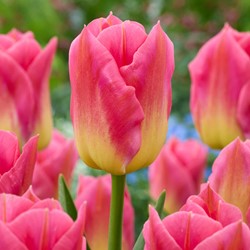 Tulipano Tom Pouce – Tulipa