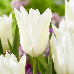 Tulp White Triumphator - Tulipa
