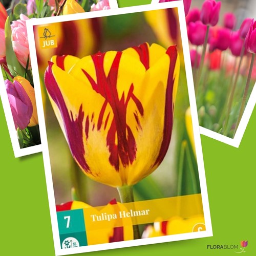 Tulipano Helmar - Tulipa