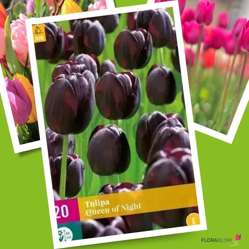 Tulipano 'Queen of Night' (Confezione grande)