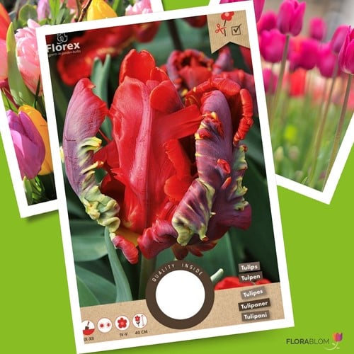 Tulipano 'Rococo'