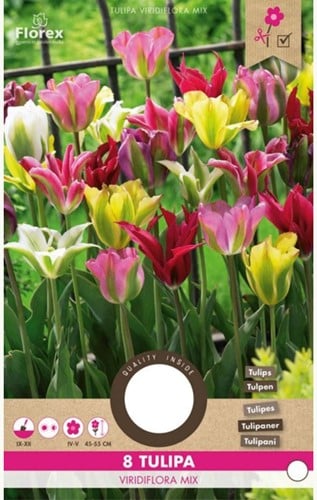 Tulipani Viridiflora Mix - Tulipa