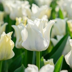 Tulipani White Liberstar – Tulipa