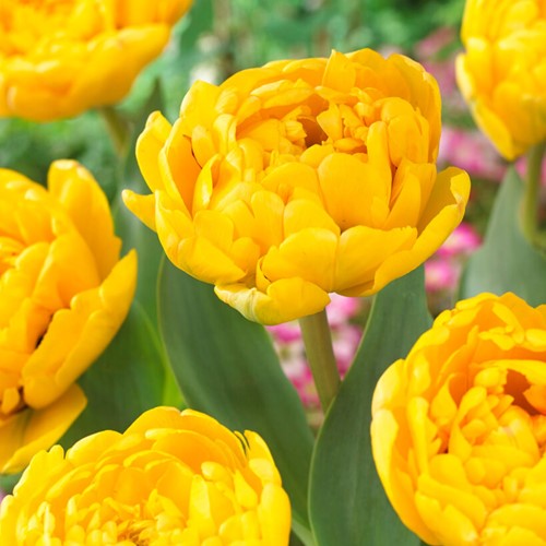 Tulp Yellow Pomponette - Tulipa