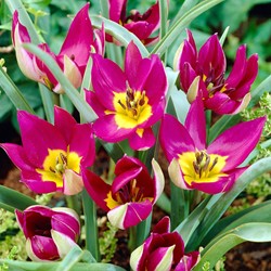 Tulipano Persian Pearl - Tulipa pulchella