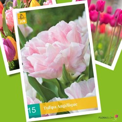 Tulipani Praestans Zwannenburg – 25 Bulbi Autunnali – Fiore Doppio Precoce Rosso – Altezza 20 Cm