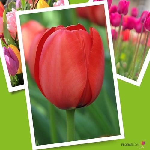 Tulipano ‘Apeldoorn’ Rosso (Tulipa) Confezione grande