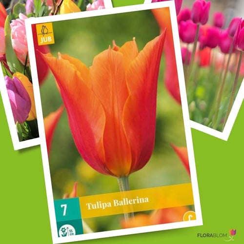 Tulipano Ballerina