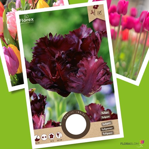 Tulipano Pappagallo 'Black' (Tulipa Parrot)