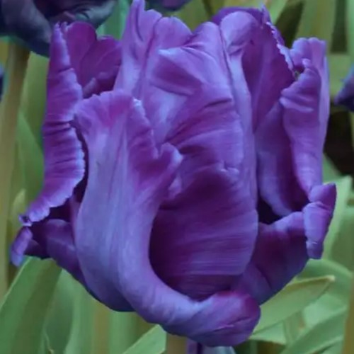 Tulipano Pappagallo Blu - Tulipa parrot