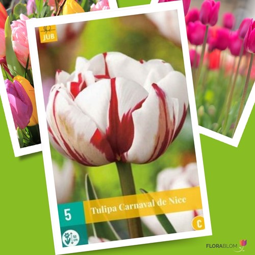 Tulipano Carnaval de Nice