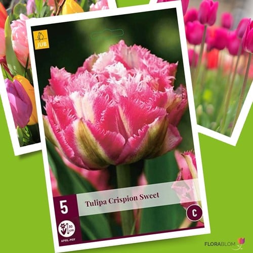 Tulipano 'Crispion Sweet' (Tulipa Crispa)