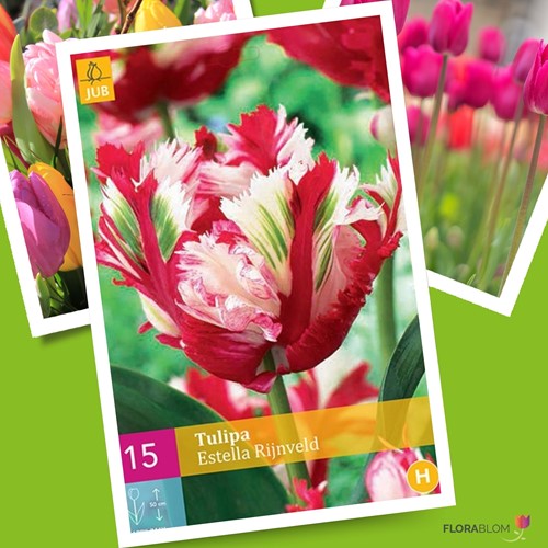 Tulipano 'Estella Rijnveld' (Tulipa Parrot)