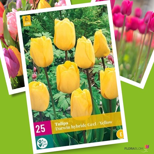 Tulipano ‘Golden Apeldoorn’ (Confezione grande) (Tulipa)