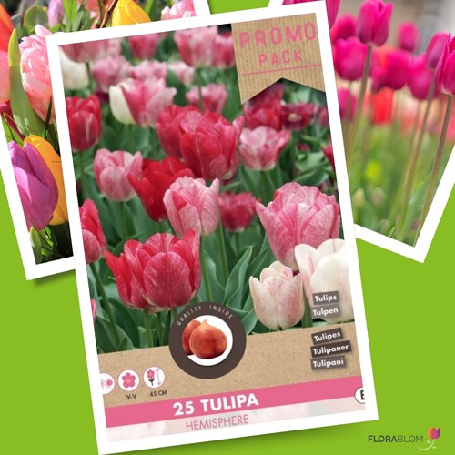 Tulipano ‘Hemisphere’ mix (Tulipa)