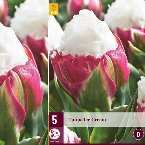 Tulipano doppio Ice Cream - Tulipa double