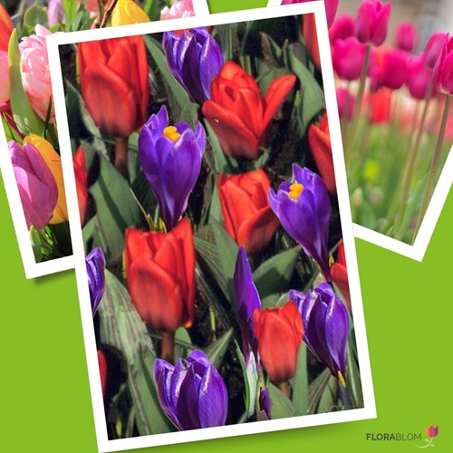 Tulipani e Crocus selezione bulbi da fiori (Confezione XL)