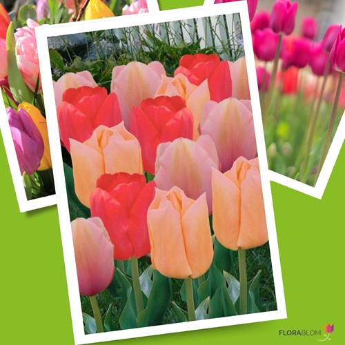 Tulipano Mango Dream Mix - Tulipa