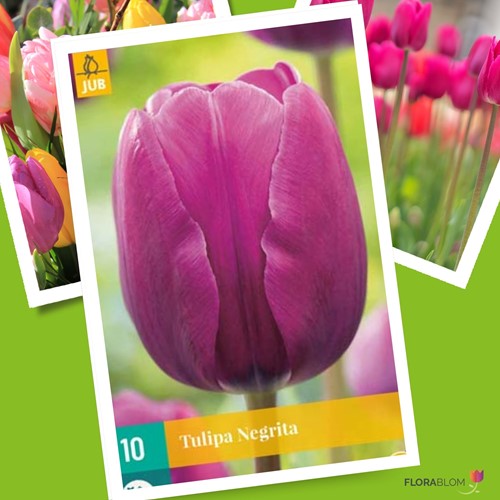 Tulipano Negrita - Tulipa triumph