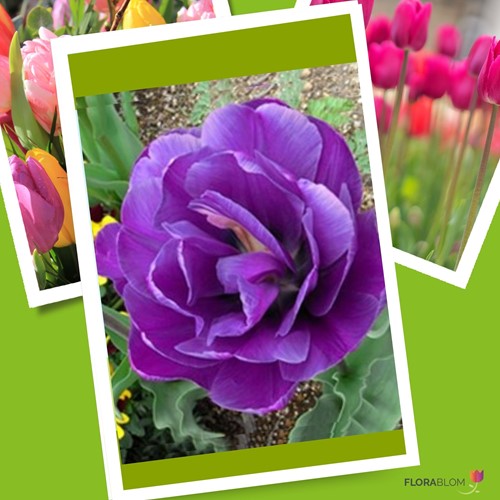 Tulipano Negrita Double - Tulipa double