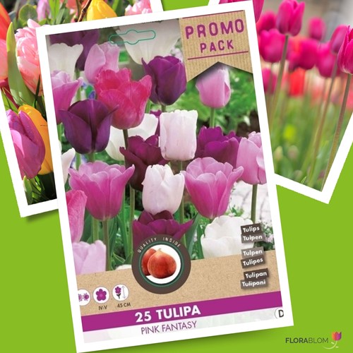 Tulipano Flaming rosa e bianco