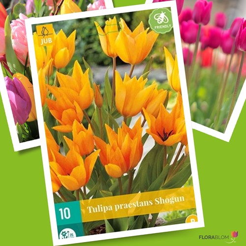 Tulipano Praestans ‘Shogun‘