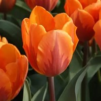 Tulp Prinses Irene - Tulipa
