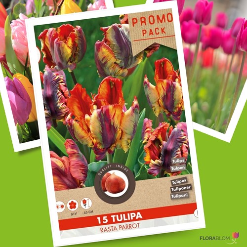 Tulipano Rasta Parrot - Tulipa Parrot