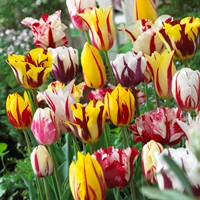Tulp Rembrandt Mix - Tulipa chameleon