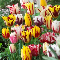 Tulp Rembrandt Mix - Tulipa chameleon