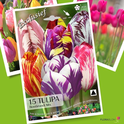 Mix assortiti: Tulipano Rembrandt - Tulipa camaleonte