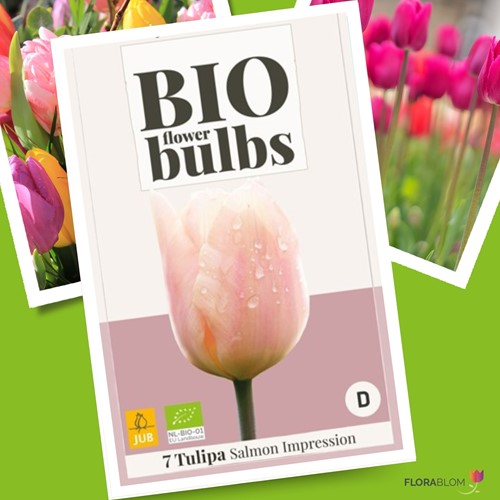 Tulipano Salmon Impression - Tulipa darwin Bio