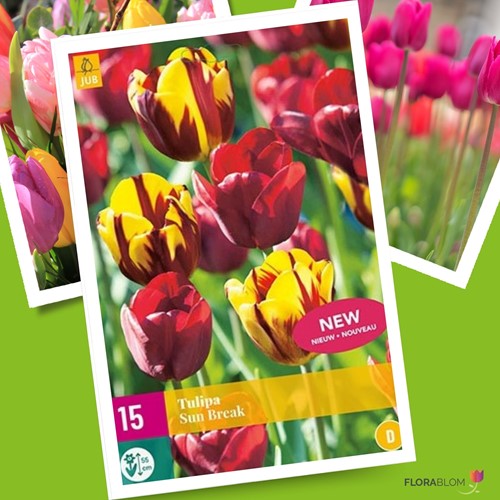 Tulipano Sun Break - Tulipa triumph