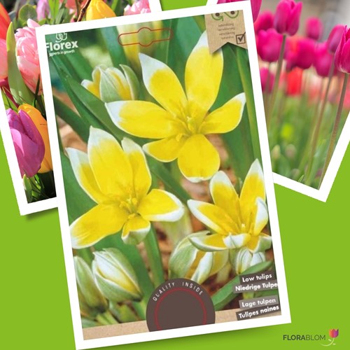 Tulipa Tarda Dasystemon - Tulipano