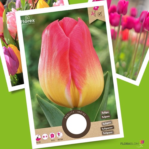 Tulipano Tom Pouce – Tulipa