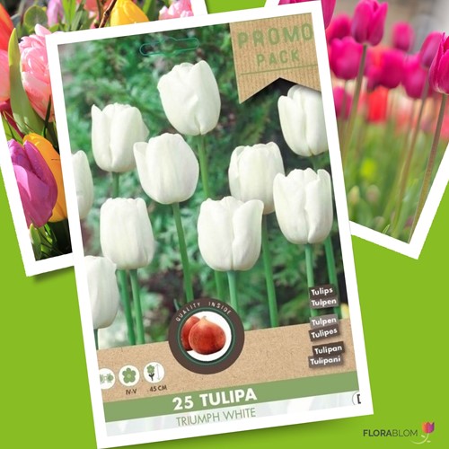 Tulipano Triumph Bianco ‘Purissima’ (Tulipa)