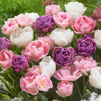 Tulp Victoria Mix - Tulipa