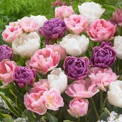 Tulp Victoria Mix - Tulipa