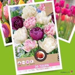 COLLEZIONE DI 75 BULBI AUTUNNALI TULIPANI IN MINIATURA MIX BULBS