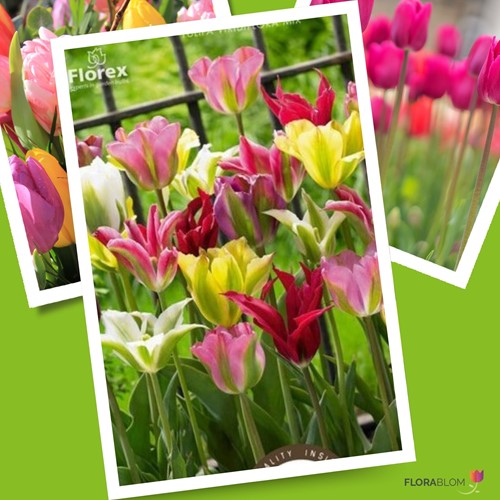 Tulipani Viridiflora Mix - Tulipa