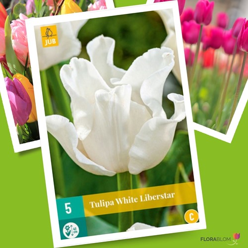 Tulipani White Liberstar – Tulipa