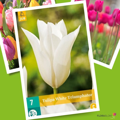 Tulipano bianco 'White Triumphator'