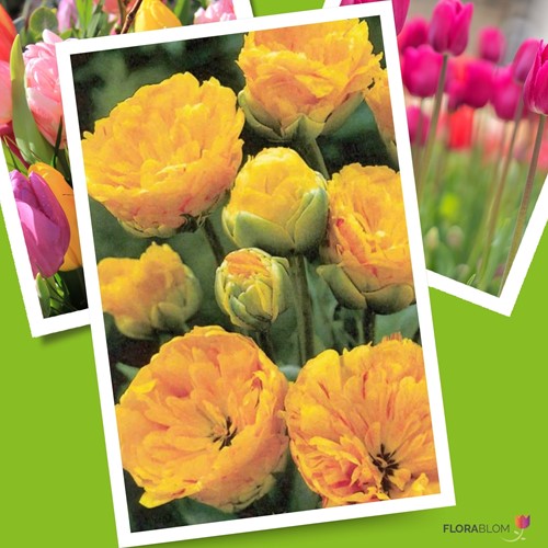 Tulipano a fiore doppio ‘Yellow Pompenette’ (Tulipa)