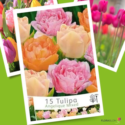 Tulipano ‘Angelique’ misto (Tulipa)