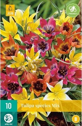 Assortimento misto di Tulipani Botanici - Tulipa