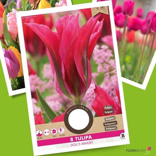 Tulipani Doll's Minuet – Tulipa