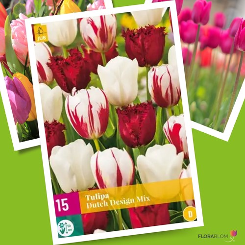 Tulipano Dutch Design Mix - Tulipa